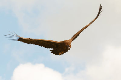 Low angle view of eagle flying against sky