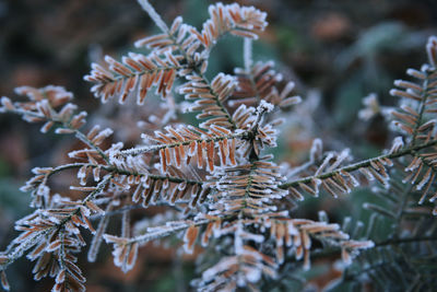 Close-up of frozen plant