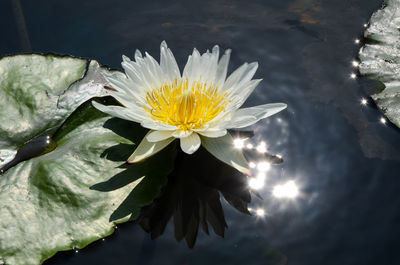 Close-up of water lily blooming outdoors