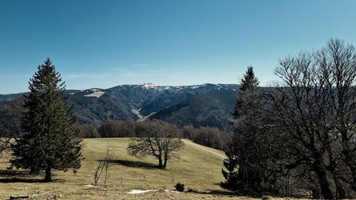 Scenic view of field against clear sky