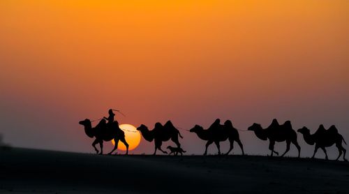 Silhouette people riding horses on street during sunset
