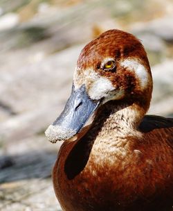 Close-up of a duck