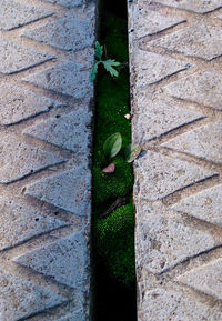 High angle view of plants growing amidst footpath