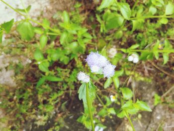 plant