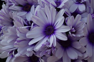 Close-up of purple dahlia flowers