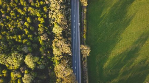 Scenic view of forest