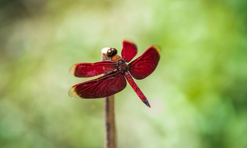 Close-up of dragonfly on plant