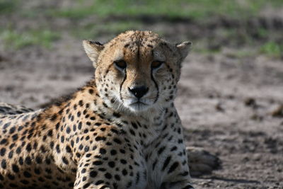 Close-up of cheetah