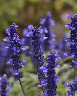 Close-up of purple flowering plants