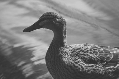 Close-up of bird