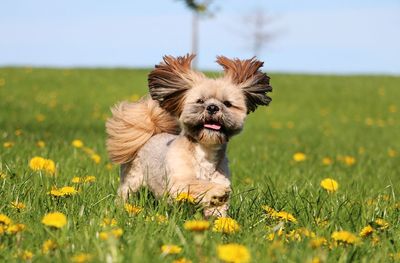 Portrait of a dog on field