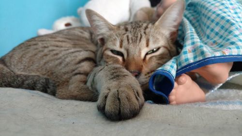 Close-up of cat relaxing on bed