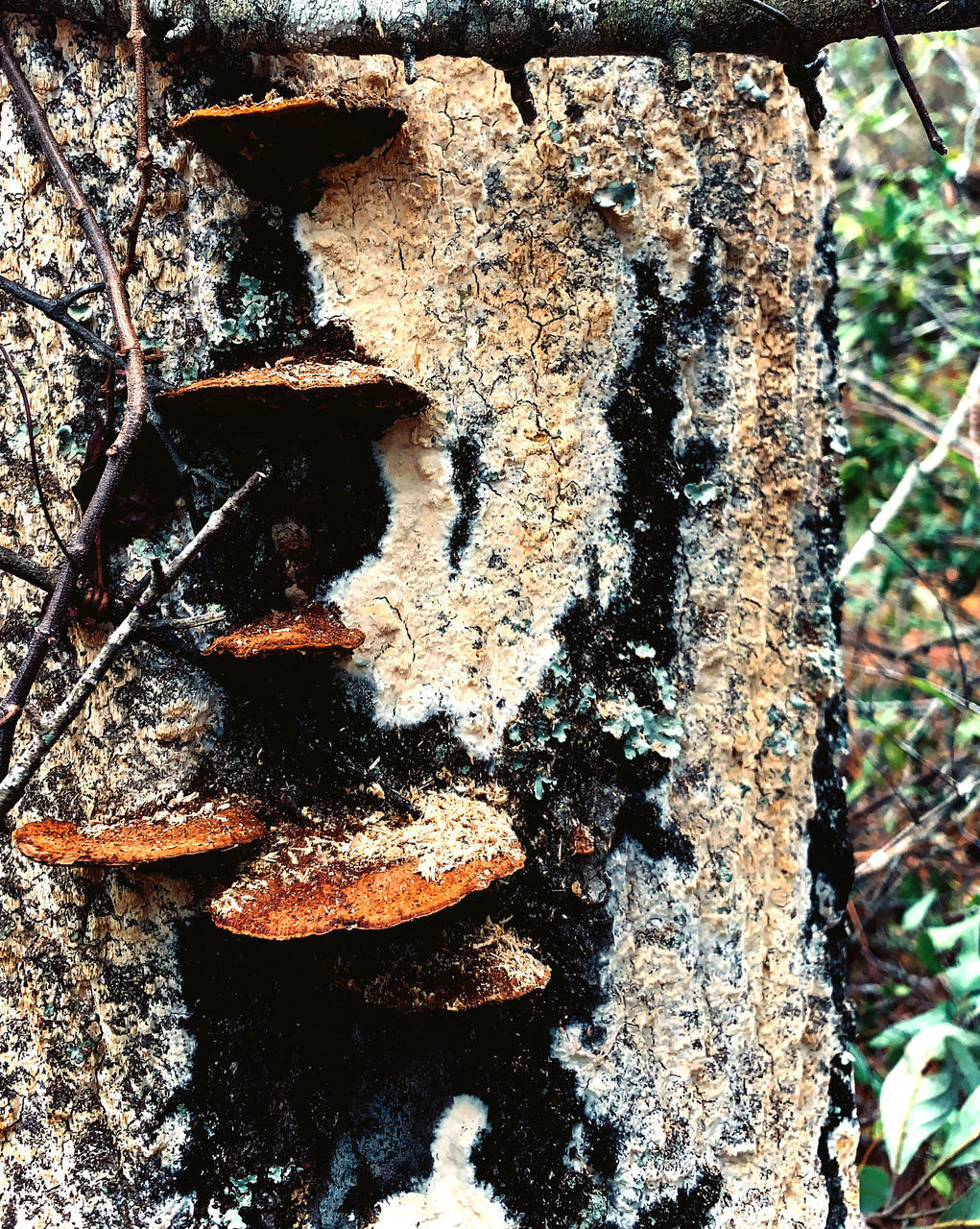 FULL FRAME SHOT OF OLD RUSTY TREE TRUNK