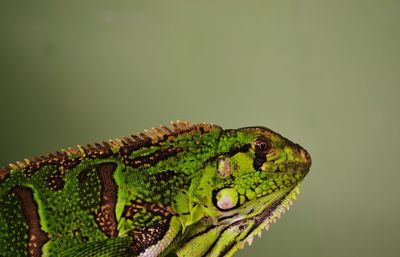 Close-up of iguana