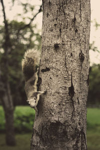 Close-up of squirrel on tree trunk