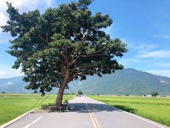 Tree by road against sky