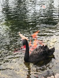 High angle view of black swan swimming in lake