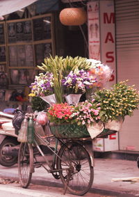 View of flowering plant in street