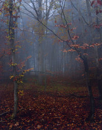 Trees growing in forest during autumn