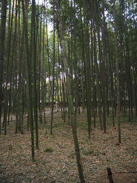 View of bamboo trees in forest