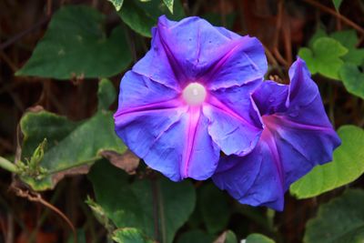 Close-up of purple flowering plant
