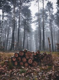 Stack of logs in forest