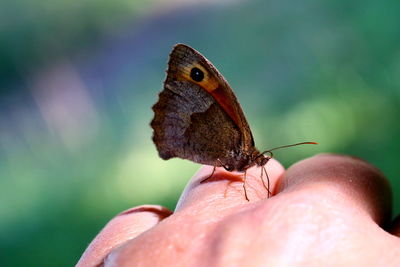 Close-up of butterfly on hand