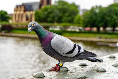 Bird perching on a lake
