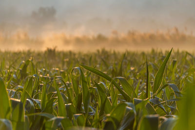 Close-up of crops growing on field against sky