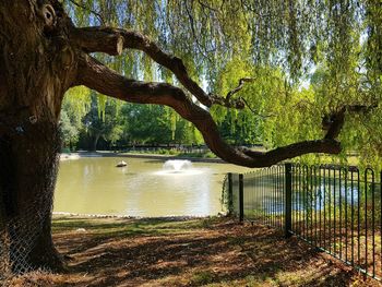 Trees by lake