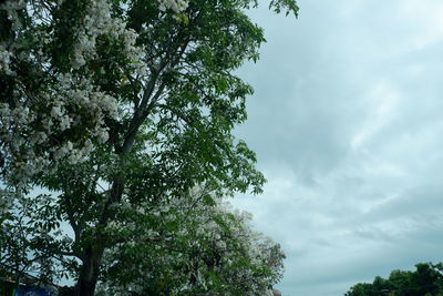 Low angle view of tree against sky