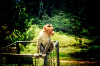 Monkey sitting on railing in forest