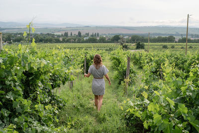 Back view of a woman in summer dress walking through the vineyard