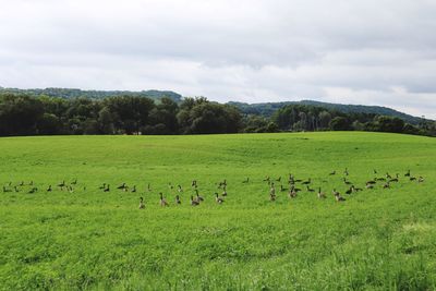 Flock of sheep grazing in a field