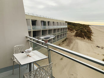 Seagulls on the balcony