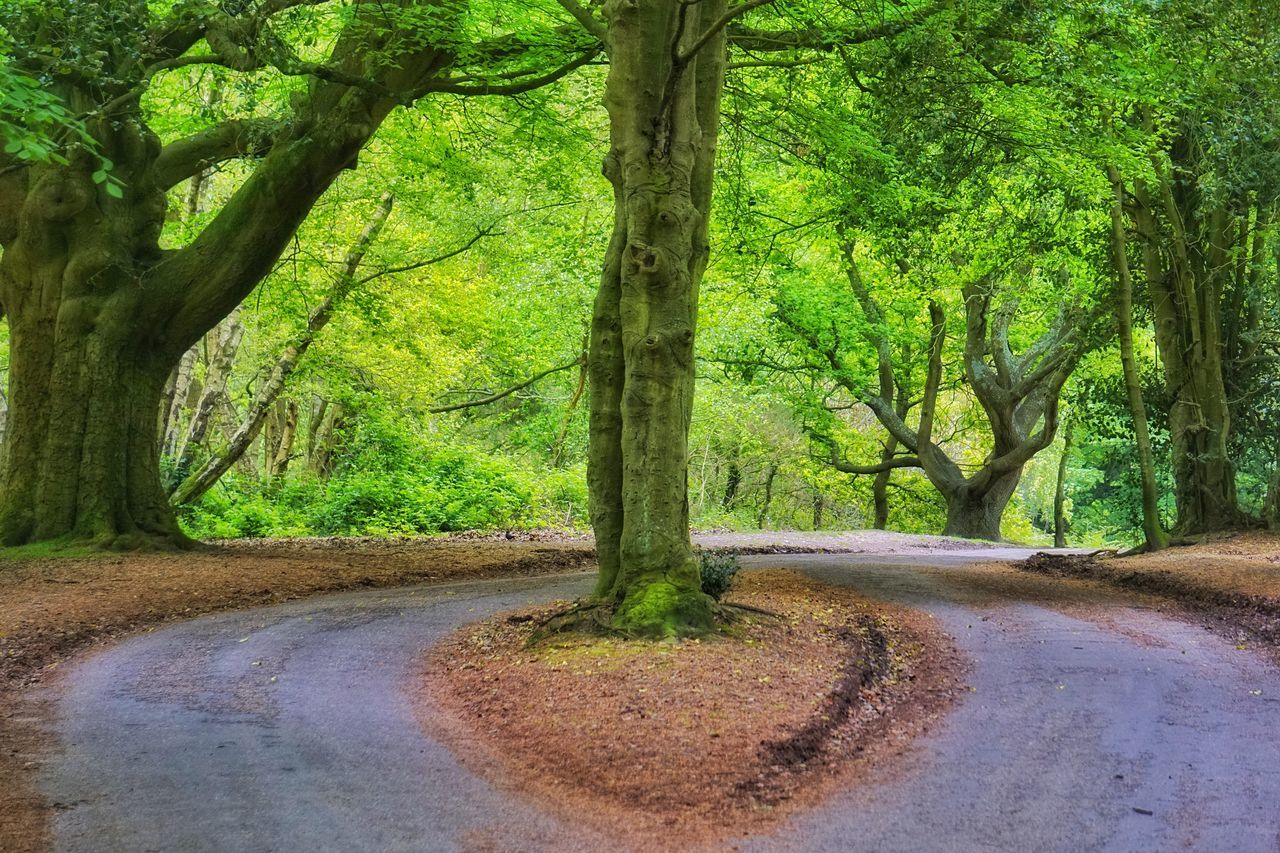 tree, plant, tree trunk, trunk, road, green, growth, beauty in nature, nature, tranquility, woodland, leaf, no people, land, the way forward, day, forest, tranquil scene, natural environment, scenics - nature, soil, environment, outdoors, transportation, autumn, grove, park, non-urban scene, footpath, landscape, branch