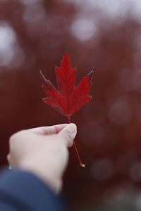 Close-up of hand holding maple leaves