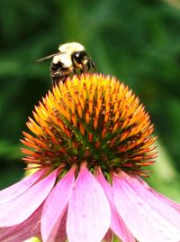 Close-up of insect on pink flower