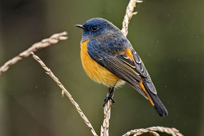 Close-up of bird perching on a branch