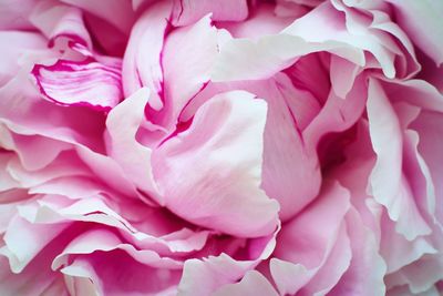 Close-up of pink roses