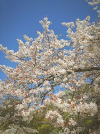 Low angle view of white flowers blooming on tree