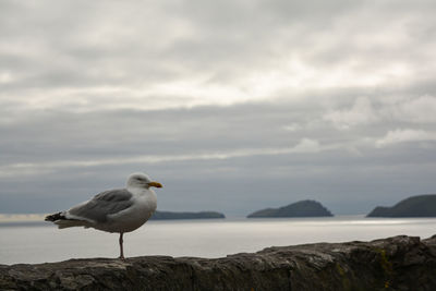 Seagull perching on rock by sea against sky