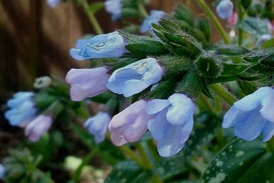 Close-up of flowers