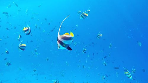 Close-up of fish swimming in sea