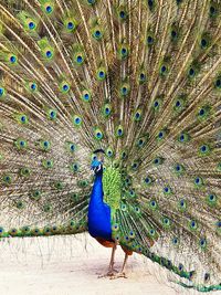 Peacock on a field