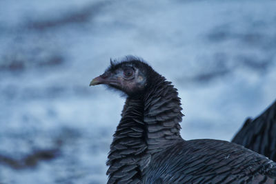 Close-up of a bird