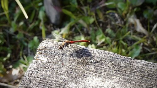 Close-up of insect