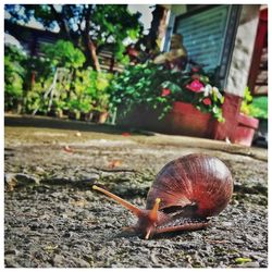 Close-up of snail