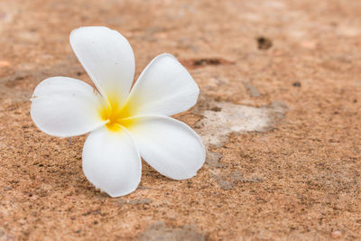 Close-up of white flowers