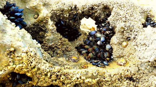 View of coral swimming in sea